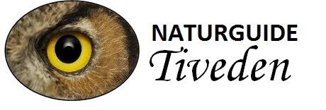 Great Grey Owl Sweden